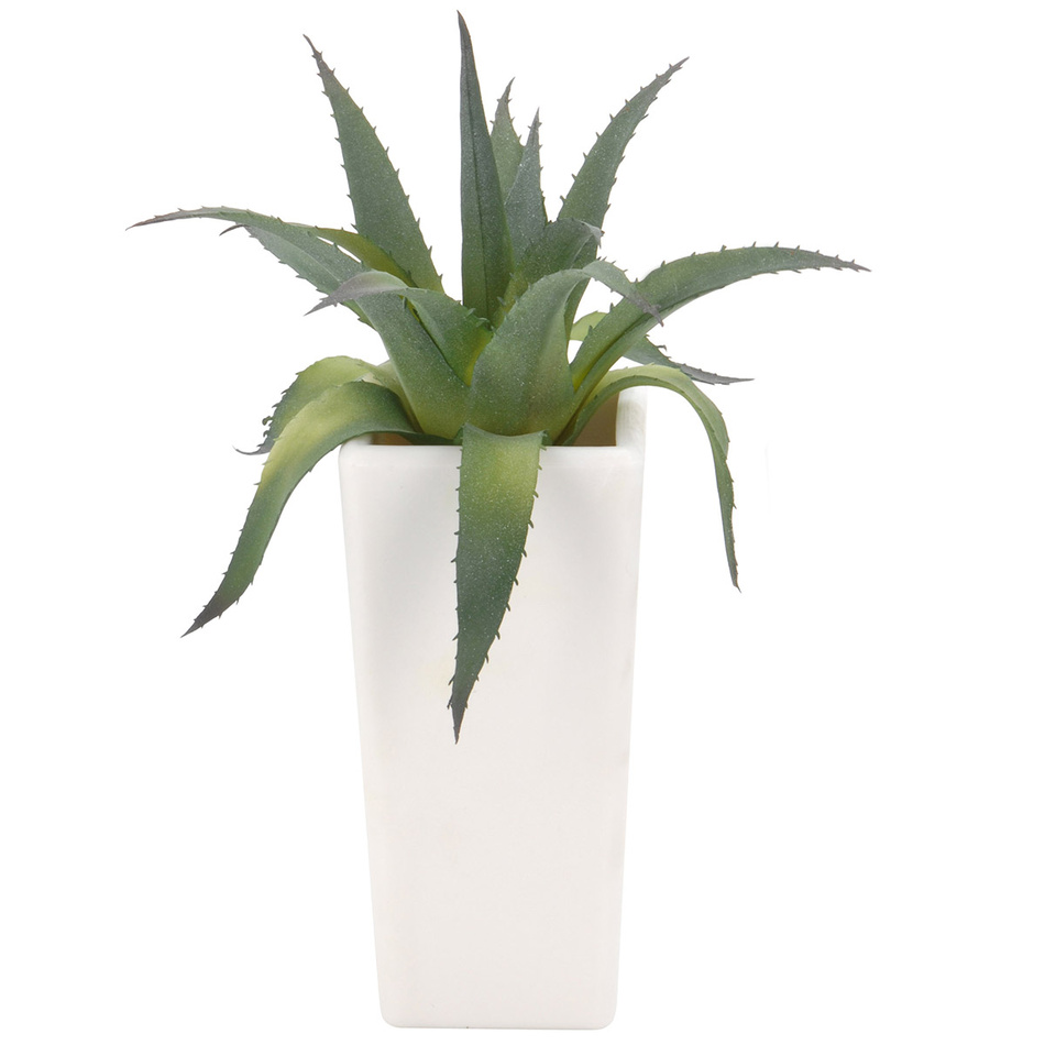 Aloe vera v kvetinaci